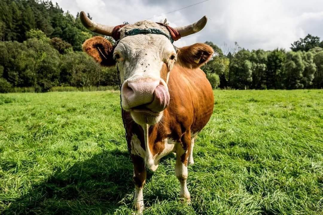 Pokoje Goscinne U Olguni Chyrowa Exterior foto